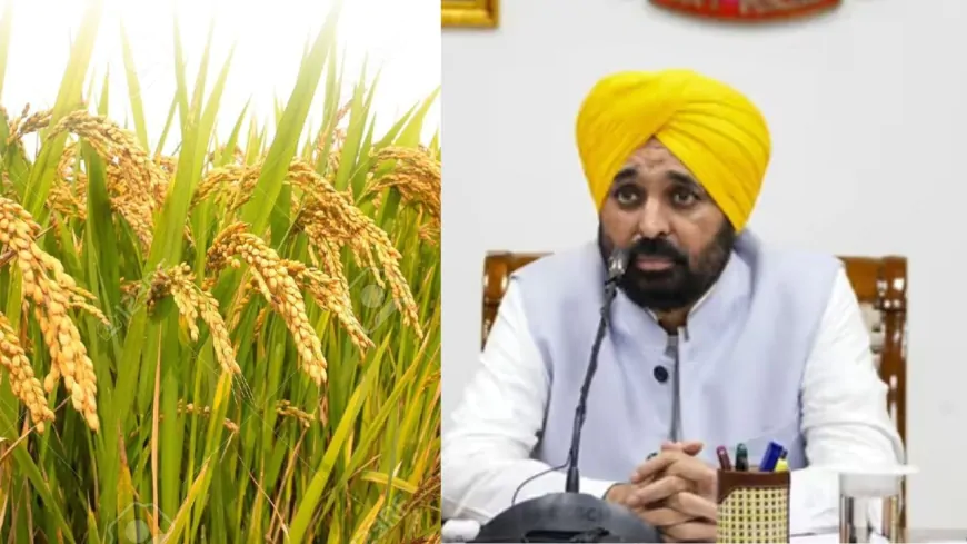 मान सरकार है किसानों के साथ: धान की एक-एक बोरी खरीदने का वादा, किसानों को मिल रही पूरी कीमत