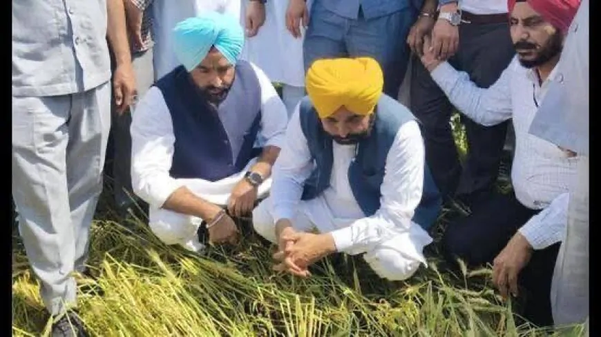 CM भगवंत सिंह मान खुद उतरे खेतों में, किसानों की समस्याओं का तुरंत हो रहा समाधान