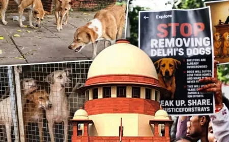 आवारा कुत्तों को लेकर SC ने दिए तीन अहम आदेश... 'सड़कों पर न दिखें, शेल्टर होम में रखे'