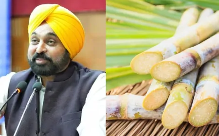 Punjab : CM भगवंत सिंह मान ने गन्ने की MSP पर ₹15 रुपये की बढ़ोतरी,  नई कीमत ₹416 प्रति क्विंटल