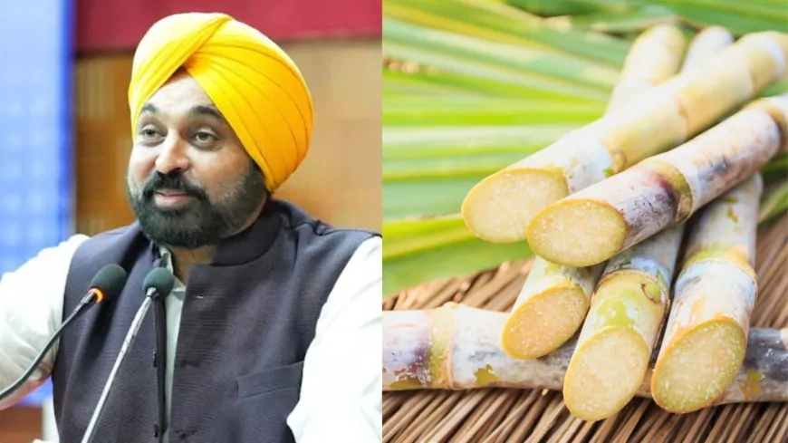 Punjab : CM भगवंत सिंह मान ने गन्ने की MSP पर ₹15 रुपये की बढ़ोतरी,  नई कीमत ₹416 प्रति क्विंटल