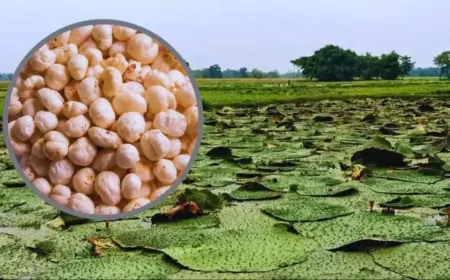 किसानों के लिए खुशखबरी: मखाना विकास को मिले 476 करोड़ रुपये, राष्ट्रीय मखाना बोर्ड ने तय किया रोडमैप