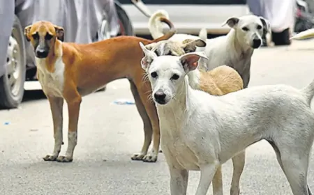 Delhi : अब टीचर्स करेंगे कुत्तों की गिनती…जानें सरकार ने क्यों जारी किया ये आदेश