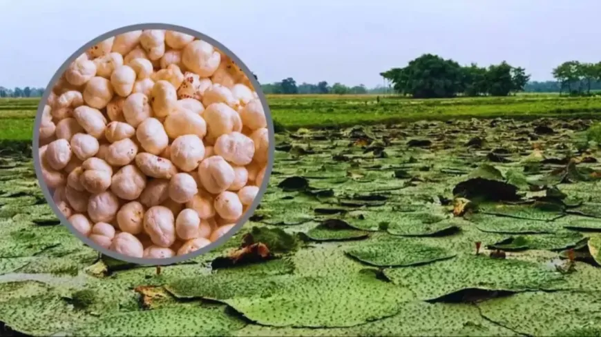 किसानों के लिए खुशखबरी: मखाना विकास को मिले 476 करोड़ रुपये, राष्ट्रीय मखाना बोर्ड ने तय किया रोडमैप