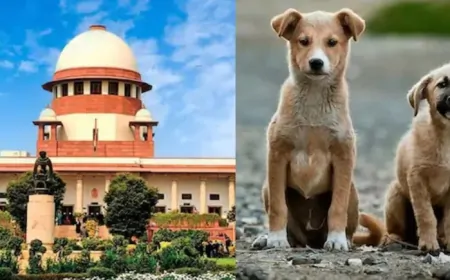 "सुबह-सुबह कौन-सा कुत्ता किस मूड में"... आवरा कुत्तों की सुनवाई पर सुप्रीम कोर्ट की टिप्पणी