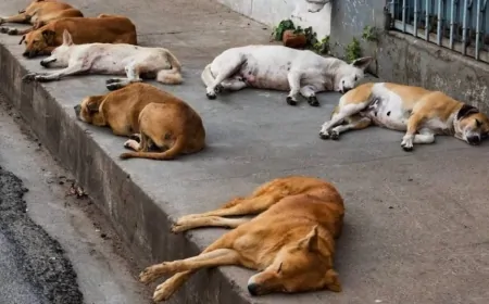 Telangana : क्या चुनावी वादे बने जानवरों की मौत की वजह ? लगभग 500 आवारा कुत्तों की मौत से कई जिलों मचा हड़कंप