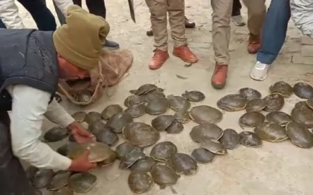 UP News : केले की आड़ में कछुओं की तस्करी करने वाले गिरोह का भंडाफोड़, पुलिस ने तीन लोगों को किया गिरफ्तार