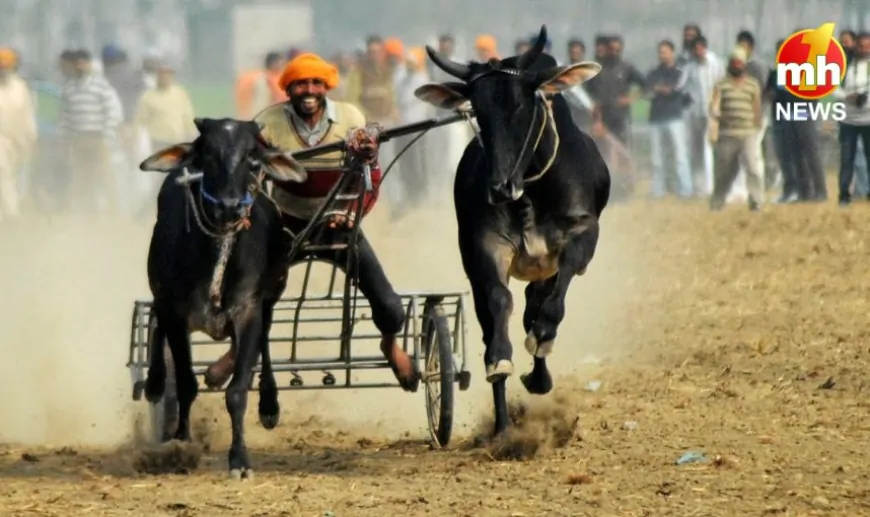Punjab : रूरल ओलंपिक का शेड्यूल जारी, बैलगाड़ियों का रजिस्ट्रेशन करवाना जरूरी