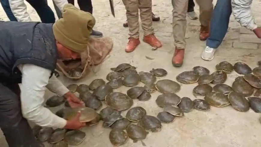 UP News : केले की आड़ में कछुओं की तस्करी करने वाले गिरोह का भंडाफोड़, पुलिस ने तीन लोगों को किया गिरफ्तार