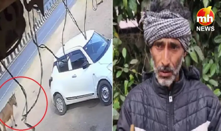 20 दिनों से रो रहे अपने गुमशुदा खच्चर के मालिक, खोजने वाले के लिए तय किया इनाम…