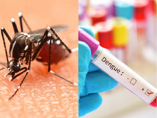 Dengue Cases In Hisar