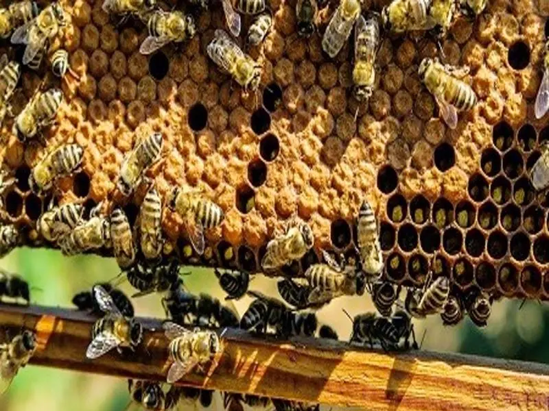 भारतीय सीमा पर होगा मधुमक्खियों का पहरा, BSF ने घुसपैठियों के लिए तैयार की ये योजना