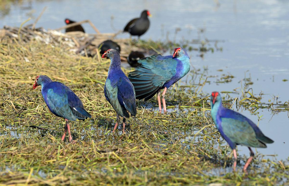 पंजाब के हरिके आर्द्रभूमि पहुंचे 40 से 50 हजार प्रवासी पक्षी