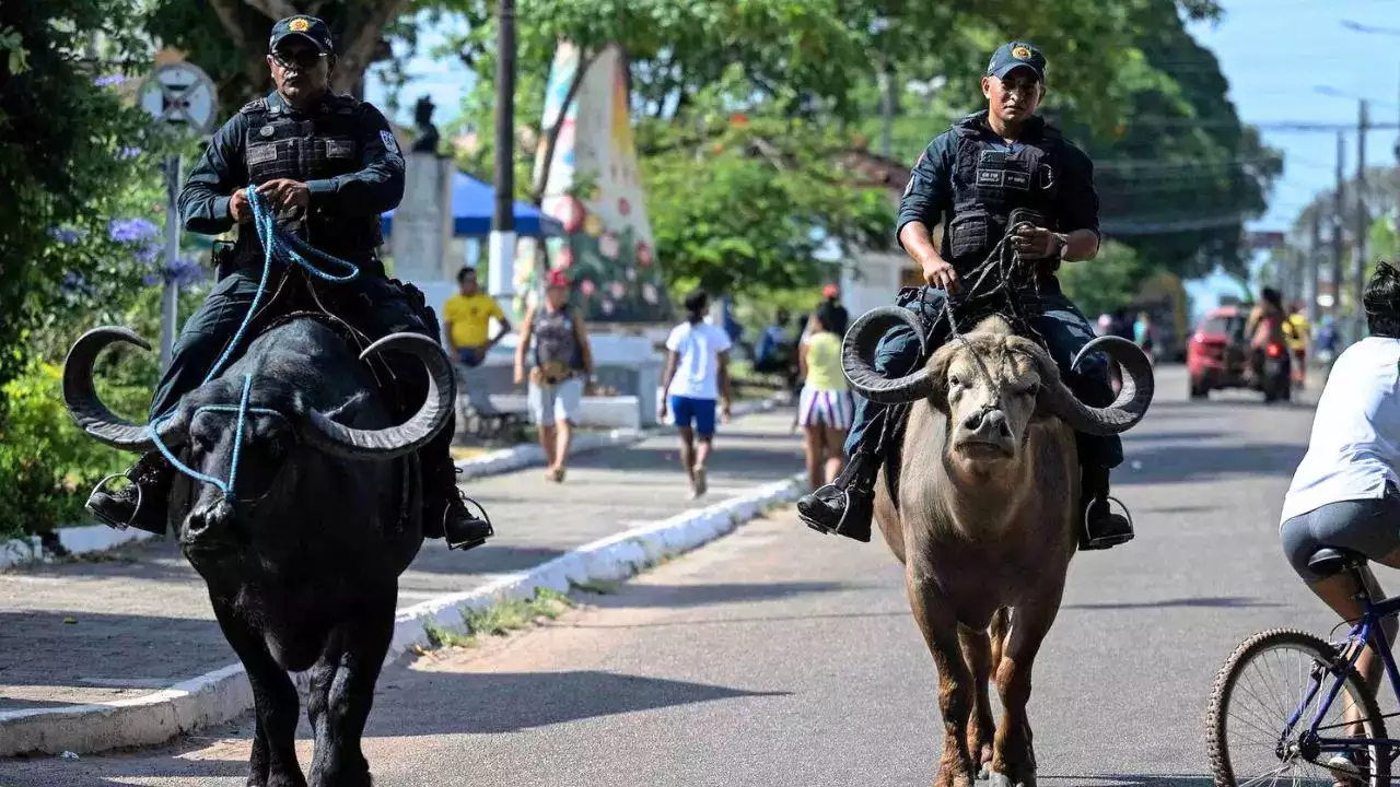 क्या आप जानते हैं इस शहर में पुलिस गश्त के लिए भैंसों की सवारी करती है?
