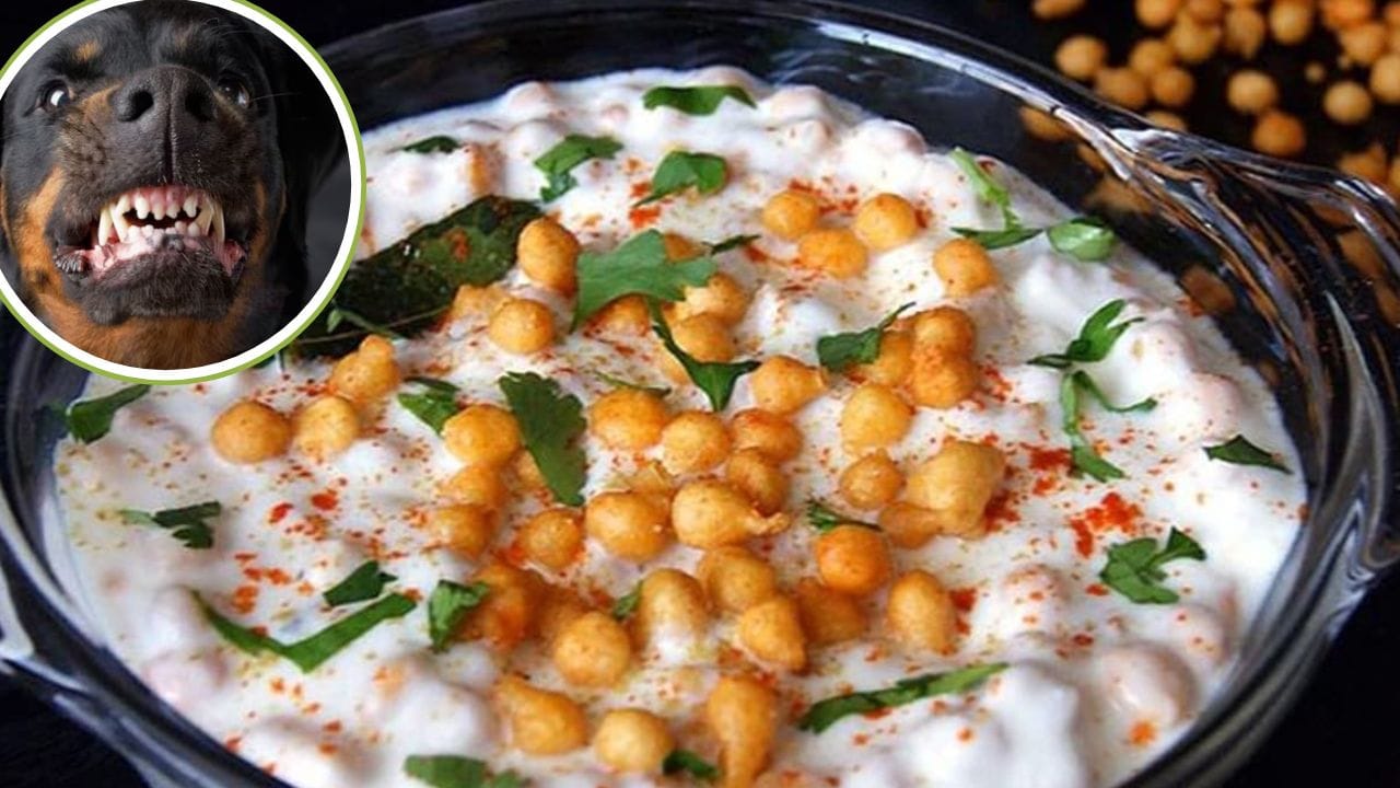 तेरही में जिसके दूध से बना था रायता, रैबीज इंफेक्टेड थी वो भैंस; मौत होते गांव में फैल गई दहशत – TV9 UP