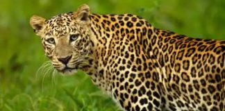 लखीमपुर खीरी में तेंदुए ने मचाया आतंक, घर से उठाकर ले गया बच्ची, 600 मीटर दूर मिला शव, परिजनों का हंगामा