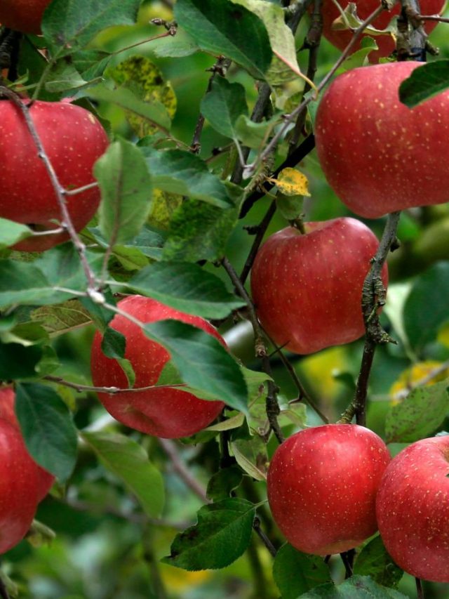 रोज सुबह उठकर खा लें ये एक लाल फल, कई बीमारियों को जड़ से करेगा खत्म!