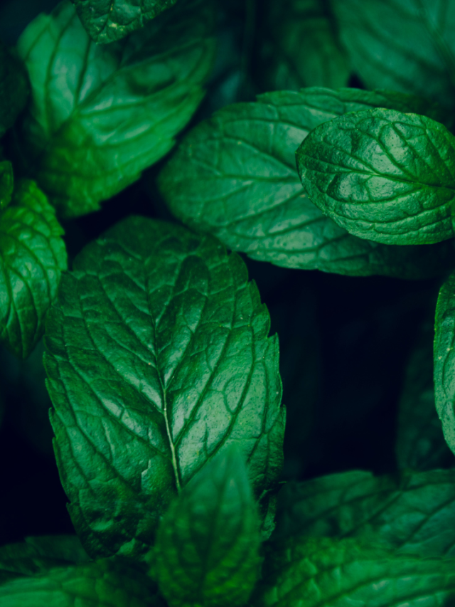 गर्मी में सेहत को मस्त बना कर रखता है ये एक हरा पत्ता