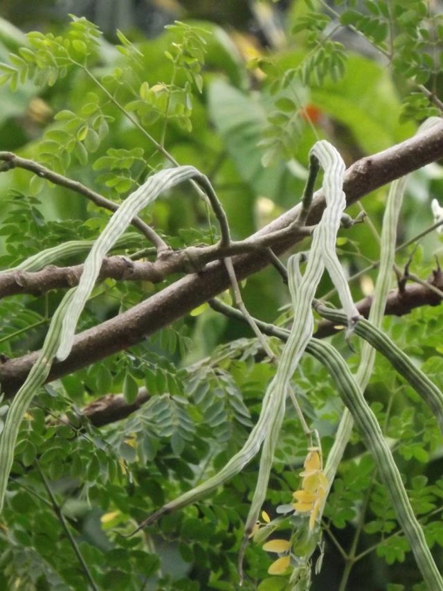 रोजाना मोरिंगा सेवन करने से पुरुषों को होते हैं ये 5 जबरदस्त फायदे