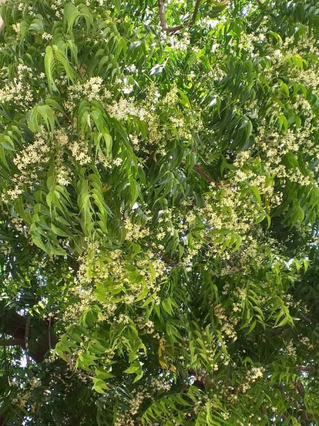 शरीर के कोने-कोने से गंदगी निचोड़ कर बाहर फेंक देंगी ये हरी पत्तियां