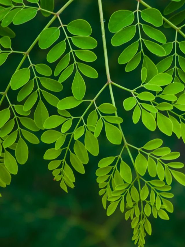 सुबह बासी मुंह खा लें इन हरी पत्तियों का पाउडर, शुगर से लेकर कोलेस्ट्रॉल तक का होगा नाश!