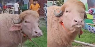 ट्रंप और नेतन्याहू