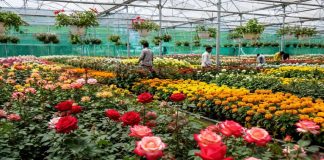 Center Excellence for Flowers