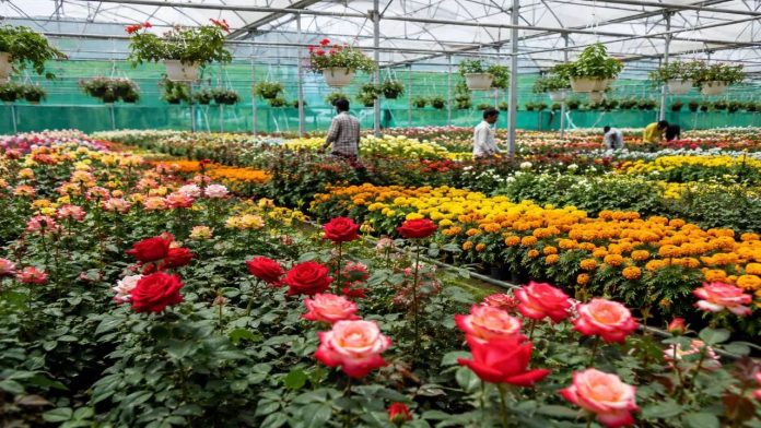 Center Excellence for Flowers
