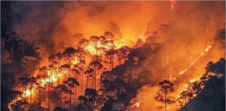 हिमाचल के जंगलों में लगी आग हुई बेकाबू, 20 हजार लीटर पानी भी पड़ा कम, धधक रहे हैं पहाड़