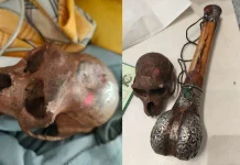 दिल्ली एयरपोर्ट पर यात्री के हैंडबैग में मिली बंदर की खोपड़ी