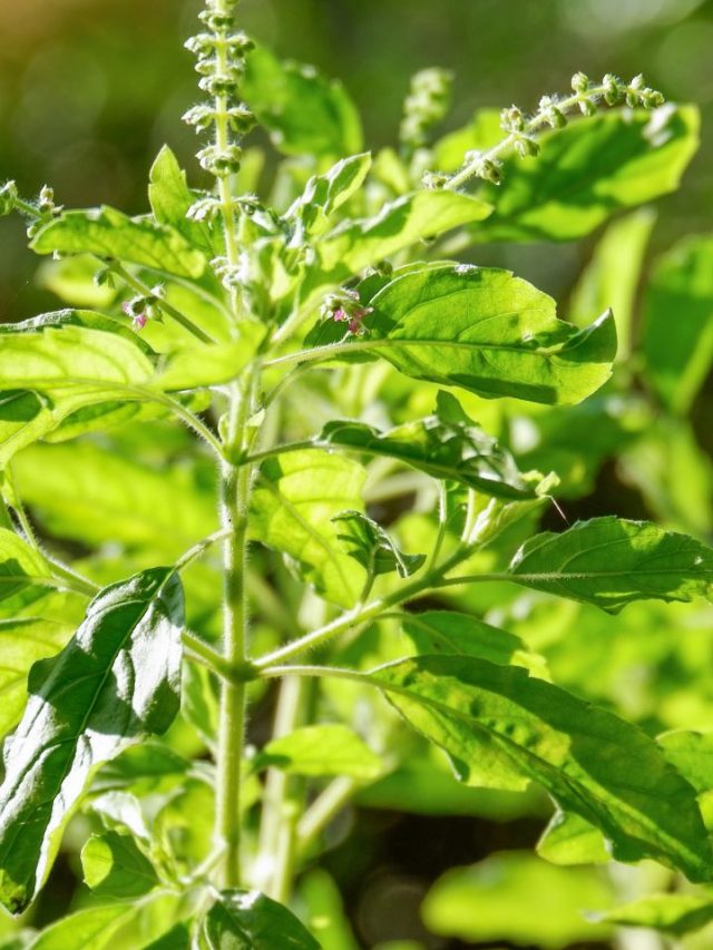 तुलसी के पास भूलकर भी न लगाएं ये 5 पौधे?