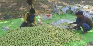 आंवले से आई खुशहाली! यूपी की इस स्कीम ने प्रतापगढ़ के किसानों की बदली जिंदगी Pratapgarh