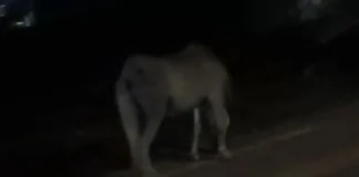 पति को खाना देकर लौट रही महिला पर झपटा पागल घोड़ा, 3 लोगों को काटने के बाद घोड़े की मौत