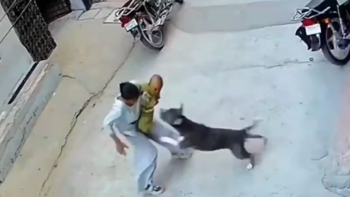 सोनीपत pitbull
