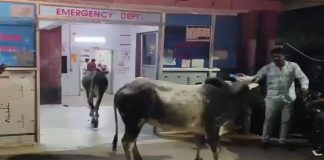 Video Viral