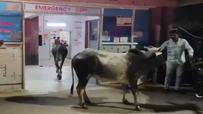 Video Viral