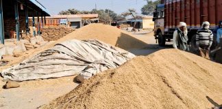पंजाब में आज से धान की खरीद होगी शुरू, प्रशासन ने खरीद को लेकर तैयारियां की पूरी Punjab