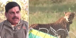 Nauradehi tigers