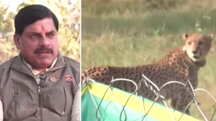 Nauradehi tigers
